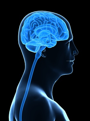 Die Hardware des Nervensystems - Kopf